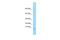 G Protein Subunit Gamma 3 antibody, PA5-70746, Invitrogen Antibodies, Western Blot image 