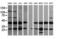 Mitogen-Activated Protein Kinase Kinase 1 antibody, LS-C787848, Lifespan Biosciences, Western Blot image 