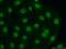 MRG-1 antibody, 15021-1-AP, Proteintech Group, Immunofluorescence image 