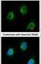 Calpain 3 antibody, PA5-29721, Invitrogen Antibodies, Immunofluorescence image 