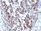 H1 Histone Family Member 0 antibody, orb388203, Biorbyt, Immunohistochemistry paraffin image 