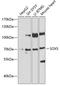 Transcription factor SOX-5 antibody, A6985, ABclonal Technology, Western Blot image 