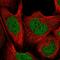 Cullin 4B antibody, HPA058979, Atlas Antibodies, Immunofluorescence image 