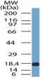 Three Prime Repair Exonuclease 1 antibody, NBP2-29617, Novus Biologicals, Western Blot image 