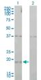 Cyclin-L1 antibody, H00057018-M01, Novus Biologicals, Western Blot image 