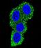 CD28 antibody, abx033096, Abbexa, Immunocytochemistry image 