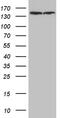 Structural Maintenance Of Chromosomes 1A antibody, LS-C795149, Lifespan Biosciences, Western Blot image 