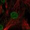 Growth Differentiation Factor 6 antibody, NBP1-91934, Novus Biologicals, Immunofluorescence image 