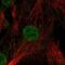 Growth/differentiation factor 6 antibody, NBP1-91934, Novus Biologicals, Immunofluorescence image 