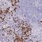 SH2 Domain Containing 3C antibody, NBP2-13306, Novus Biologicals, Immunohistochemistry frozen image 