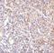 Lymphocyte Antigen 96 antibody, M02107, Boster Biological Technology, Immunohistochemistry frozen image 