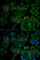 TNF Receptor Superfamily Member 1A antibody, A1540, ABclonal Technology, Immunofluorescence image 