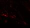 Solute Carrier Family 39 Member 7 antibody, A07719-2, Boster Biological Technology, Immunofluorescence image 
