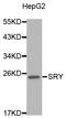 Sex Determining Region Y antibody, STJ111655, St John