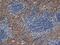 Immunoglobulin Heavy Constant Gamma 1 (G1m Marker) antibody, STAR72, Bio-Rad (formerly AbD Serotec) , Immunohistochemistry paraffin image 