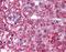 Optineurin antibody, orb87980, Biorbyt, Immunohistochemistry paraffin image 