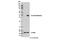 Cre Recombinase antibody, 15036S, Cell Signaling Technology, Western Blot image 