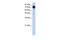 Zinc Finger Protein 16 antibody, PA5-41520, Invitrogen Antibodies, Western Blot image 