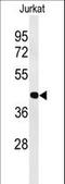 Cyclic AMP-dependent transcription factor ATF-1 antibody, LS-C156560, Lifespan Biosciences, Western Blot image 