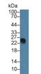 V-Set Pre-B Cell Surrogate Light Chain 1 antibody, LS-C314658, Lifespan Biosciences, Western Blot image 