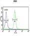 Serine/Threonine Kinase 40 antibody, abx034199, Abbexa, Western Blot image 