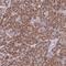 Mitochondrial Ribosomal Protein L30 antibody, HPA047255, Atlas Antibodies, Immunohistochemistry frozen image 