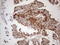 Mitochondrial Antiviral Signaling Protein antibody, LS-C794316, Lifespan Biosciences, Immunohistochemistry paraffin image 