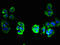 Transmembrane Protein 209 antibody, LS-C395388, Lifespan Biosciences, Immunofluorescence image 