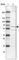 Transmembrane Protein 87A antibody, HPA018104, Atlas Antibodies, Western Blot image 