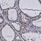 CWC15 Spliceosome Associated Protein Homolog antibody, PA5-58962, Invitrogen Antibodies, Immunohistochemistry frozen image 