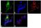 Integrin Subunit Beta 3 antibody, GTX25190, GeneTex, Immunocytochemistry image 