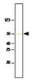 SET Domain Containing 7, Histone Lysine Methyltransferase antibody, GTX53782, GeneTex, Western Blot image 