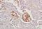 Mal, T Cell Differentiation Protein antibody, orb2013, Biorbyt, Immunohistochemistry paraffin image 
