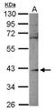 Ribokinase antibody, PA5-30794, Invitrogen Antibodies, Western Blot image 