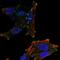 NEDD4 Like E3 Ubiquitin Protein Ligase antibody, PA5-66713, Invitrogen Antibodies, Immunofluorescence image 