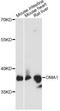 OMA1 Zinc Metallopeptidase antibody, LS-C749440, Lifespan Biosciences, Western Blot image 