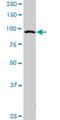 Rap guanine nucleotide exchange factor 3 antibody, H00010411-M01, Novus Biologicals, Western Blot image 