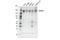 Protein kinase C-binding protein 1 antibody, 97845S, Cell Signaling Technology, Western Blot image 