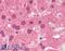 Sirtuin 1 antibody, LS-B1564, Lifespan Biosciences, Immunohistochemistry frozen image 