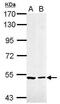Caspase 10 antibody, GTX113148, GeneTex, Western Blot image 