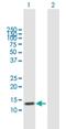 Trafficking Protein Particle Complex 1 antibody, H00058485-B01P, Novus Biologicals, Western Blot image 