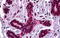 Stromal Antigen 1 antibody, MBS246401, MyBioSource, Immunohistochemistry paraffin image 