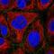Feline Leukemia Virus Subgroup C Cellular Receptor 1 antibody, HPA046646, Atlas Antibodies, Immunofluorescence image 