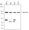 MYOCD antibody, MAB4028, R&D Systems, Western Blot image 