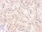 Complement Factor H antibody, NBP1-33628, Novus Biologicals, Immunohistochemistry paraffin image 