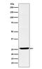 Interleukin-27 subunit beta antibody, M07190-2, Boster Biological Technology, Western Blot image 