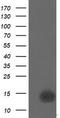 Cyclin Dependent Kinase Inhibitor 2B antibody, LS-C337837, Lifespan Biosciences, Western Blot image 