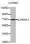 Oligophrenin-4 antibody, abx002415, Abbexa, Western Blot image 
