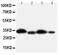 Hydroxysteroid 11-Beta Dehydrogenase 1 antibody, PA5-79397, Invitrogen Antibodies, Western Blot image 