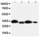 Hydroxysteroid 11-Beta Dehydrogenase 1 antibody, PA5-79397, Invitrogen Antibodies, Western Blot image 